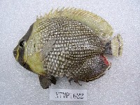 藏品(網紋蝴蝶魚)的圖片